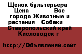 Щенок бультерьера › Цена ­ 35 000 - Все города Животные и растения » Собаки   . Ставропольский край,Кисловодск г.